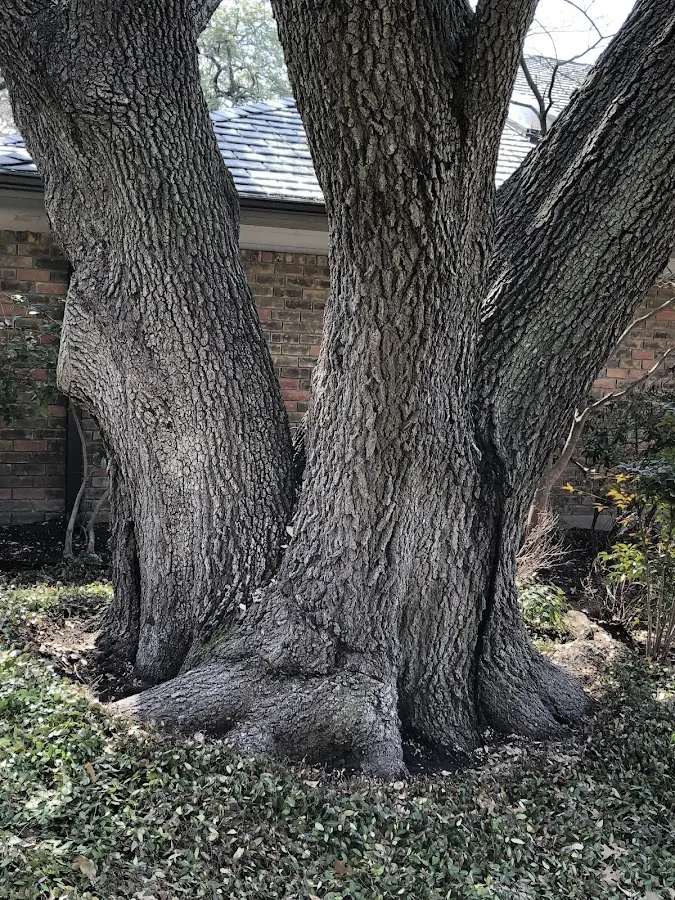 Mature heritage tree close to a Drury property cared for by certified arborists